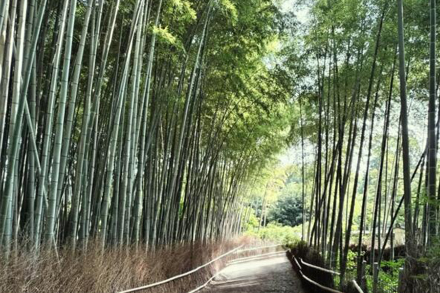 Kyoto Sagano Bamboo Grove & Arashiyama Walking Tour with Yakatabune Cruise